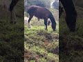 Wild horses on 2400 m in the mountains