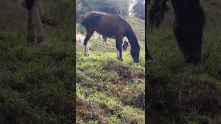 Wild horses on 2400 m in the mountains