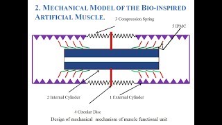 IPMC Human Like Muscle Actuator