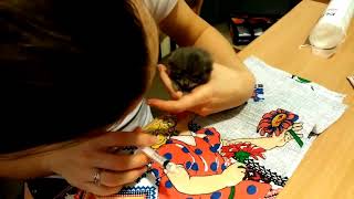 Котенок не ест / Как кормить котенка из шприца Котенок не ест / Как кормить котенка из шприца