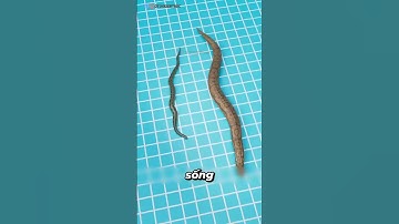 Con Rắn Khổng Lồ....#otos #ran #khonglo #kila #jackdfilms