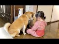 柴犬さんが2歳娘の話す言葉に反応してくれるようになってきた