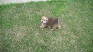 Video Pf Yorkiepoo Female Playing