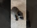 Encontramos un mapache Bebé  / Baby racoon
