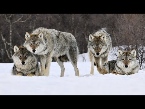 How the Wolf Pack is Arranged