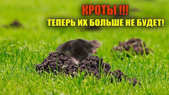 Кроты в огороде