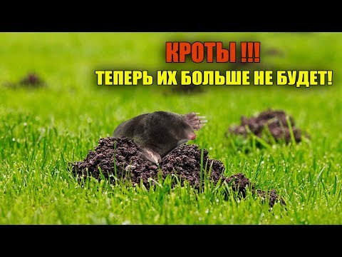 Видео: Узнайте о кротовом растении - выращивание каперсового молочая крота