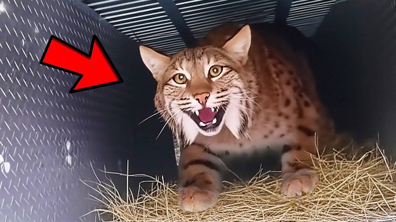 This Bobcat Returned After Being Released—He Preferred His Enclosure Over the Wild