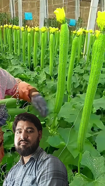 chaina ki kheti#shorts#viral#shortviralvideo#trending