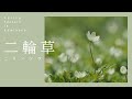 ［上高地Pick up］ 二輪草（ニリンソウ）【上高地公式チャンネルGREENTRAIL】