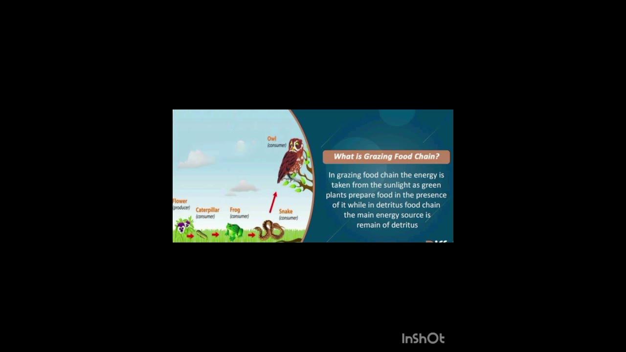 grazing-food-chain-and-detritus-food-chain-youtube
