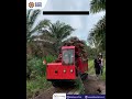 Mini Dumper Crawler siap melibas segala kondisi lapangan.