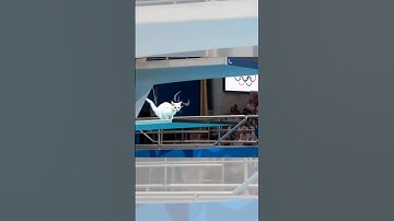 Cat Diving Olympics 🏅🐱 AI Funny Sports Short – @Hailuo AI