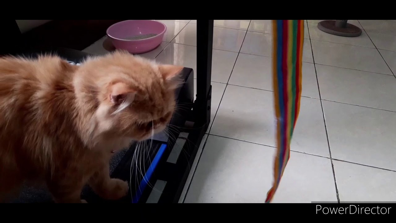 Kucing Himalaya usia +- 2 Bulan #kucing #himalaya - YouTube