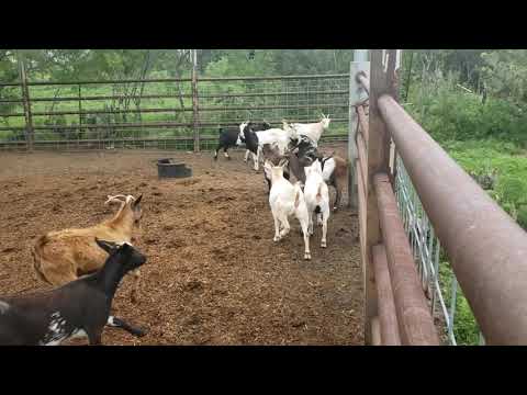 My fainting goats