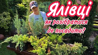 ЯЛІВЦІ.Скельні.Середні.Грунтопокривні.Повзучі.Як розібратися де посадити? Ялівці для НІВАКІ.Топіарні