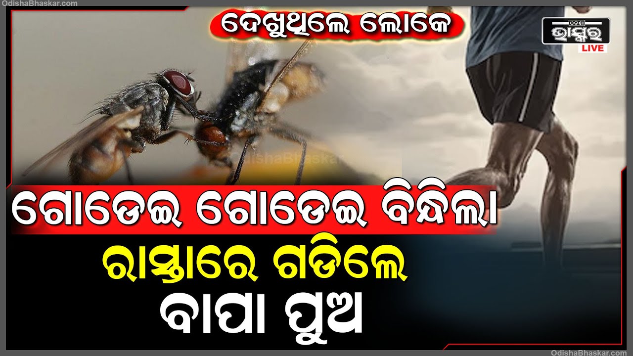 ସ୍କୁଲରୁ ପୁଅକୁ ନେଇ ଫେରୁଥିବା ବେଳେ ବାପା ପୁଅଙ୍କୁ ମହୁମାଛି ଆକ୍ରମଣ, ଗୁରୁତରଙ୍କୁ ଭୁବନେଶ୍ୱର ସ୍ଥାନାନ୍ତର