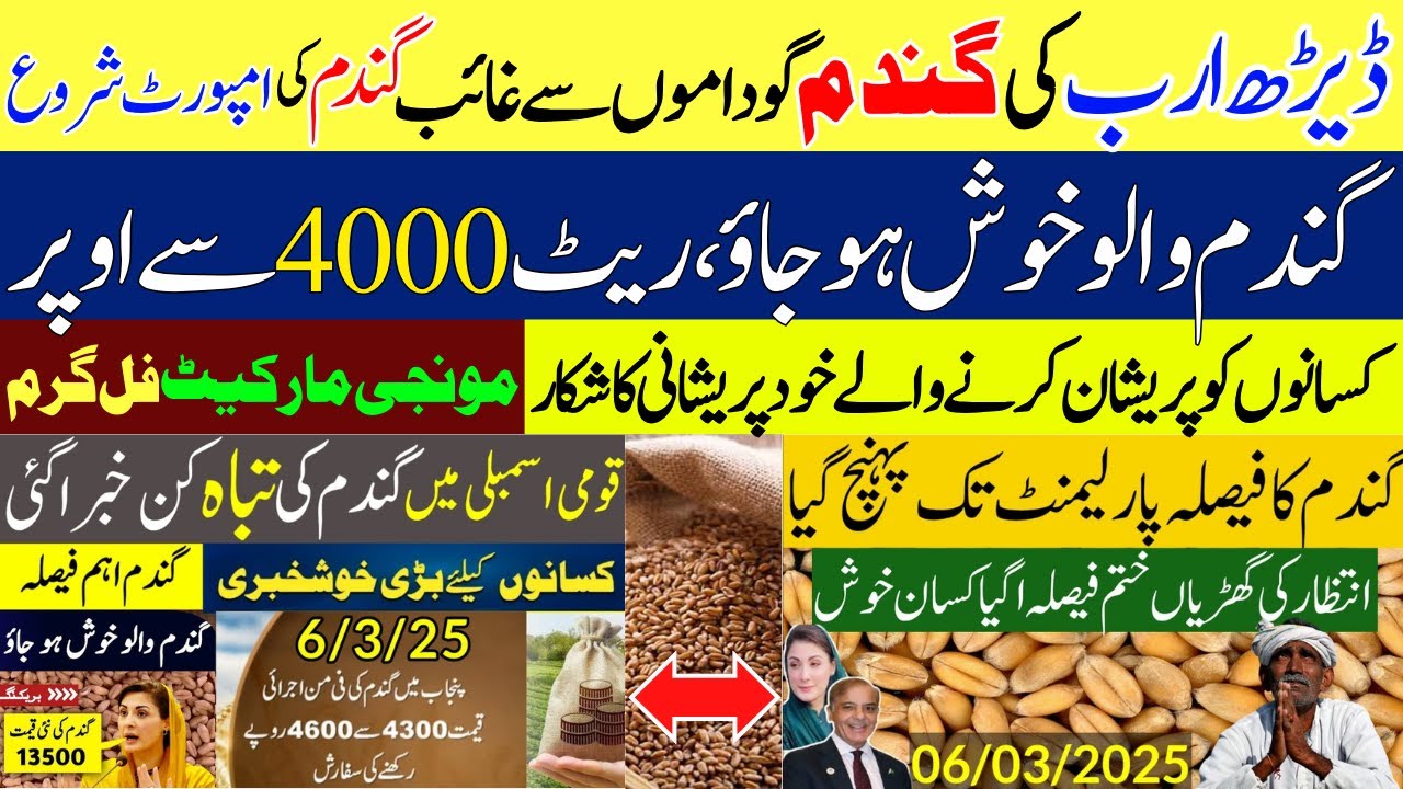 Today Wheat price in punjab Pakistan | گندم کا ریٹ 2025 Munji Makki ...