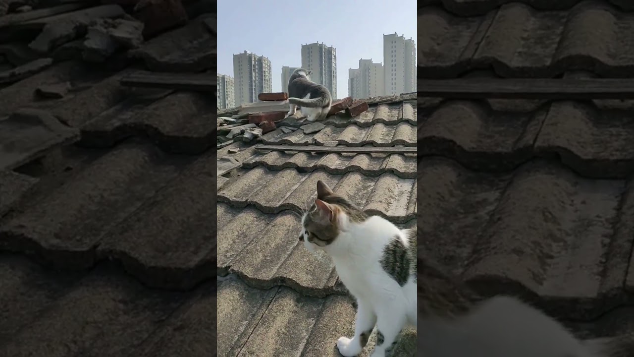 Rooftop Explorer – The Curious Cat! 🐱👀 | Feline Adventure Above the City