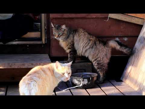 野良猫のおしょくじ 200716