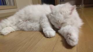 몸단장하는 고양이 명일이 A white turkish angora cat is grooming i​ntensionally