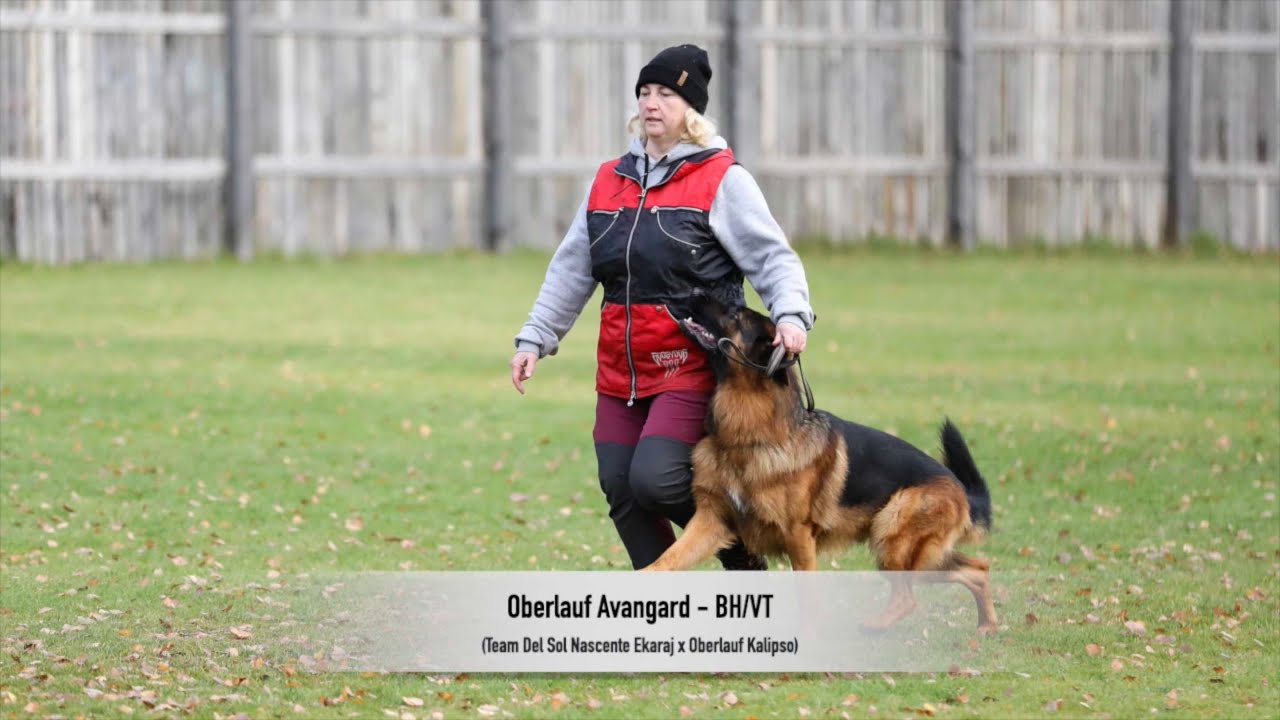 Oberlauf Avangard - BH/VT