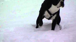 My Boston Terrier Frozen In The Snow.
