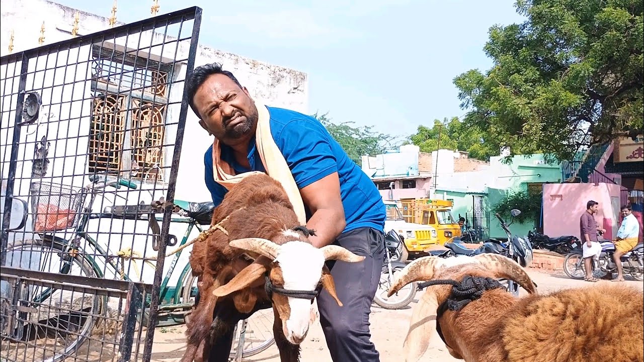 కప్పు మటన్ కి వచ్చిన కష్టాలు 