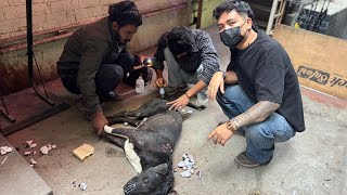 Incredible Dog Rescue On Right Time Anand Ted Kunchok
