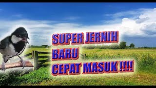 Download lagu Gampang Masuk !! Master Gelatik Batu Gacor - Guru Vokal Isian Durasi Panjang mp3