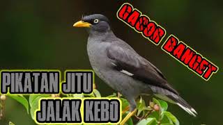 PIKATAN JALAK KEBO GACOR BANGET ll master pikatan ku