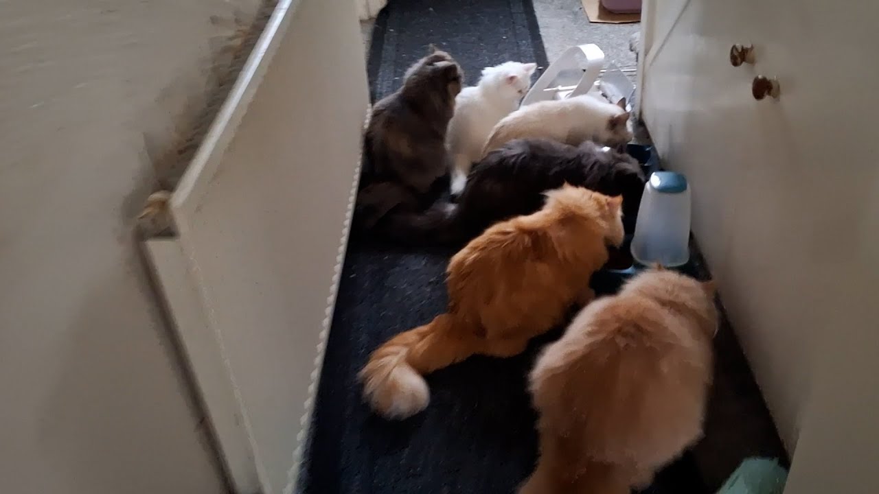 Morning Routine: Refilling Dry Food and Dodging Cat Traffic