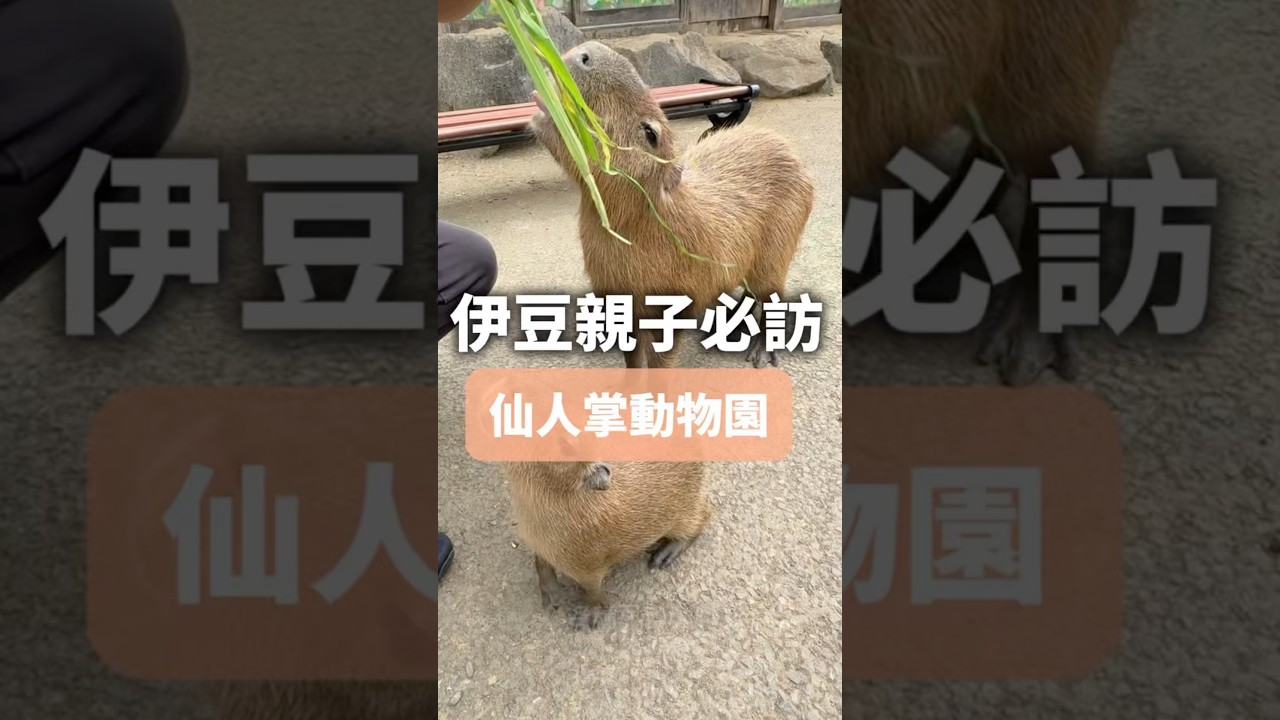 伊豆親子必訪!仙人掌動物園 縮圖