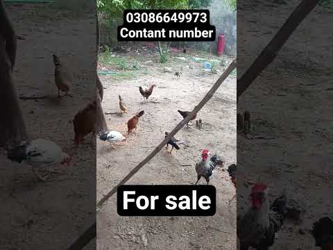 golden misri hen for sale