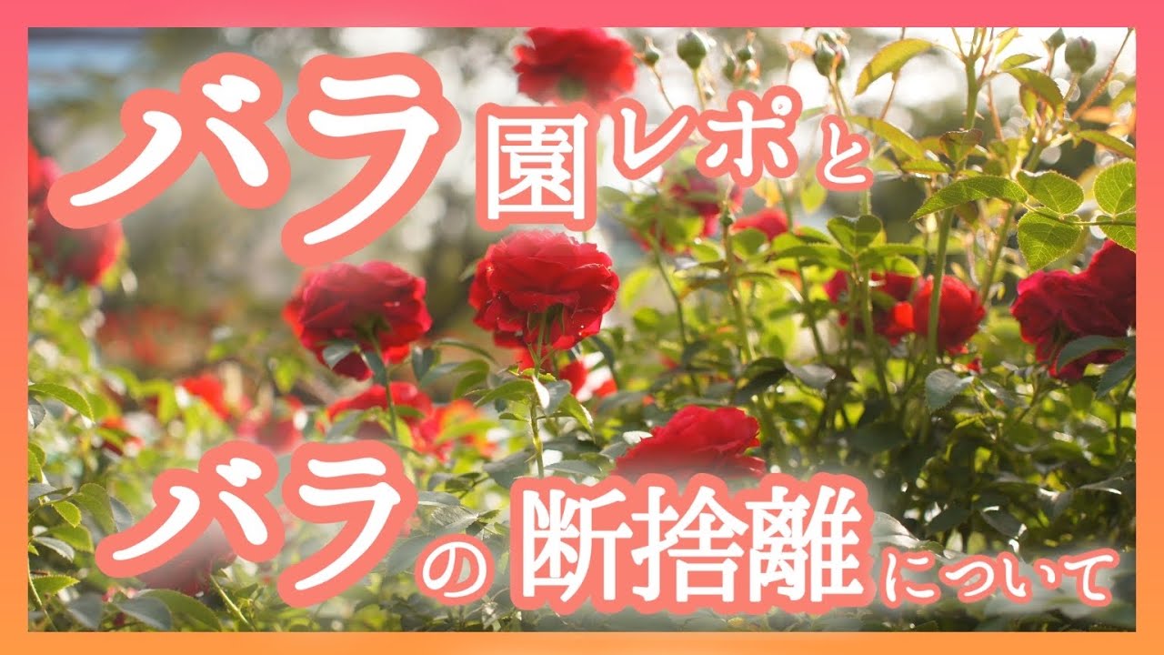 バラの断捨離ってどうしてる？バラ園の薔薇と我が家の同品種の薔薇比べ