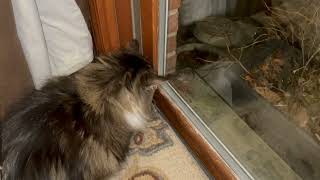 Sweet Siberian Cat Loves Watching Her Friend Mouse Every Night Through Window