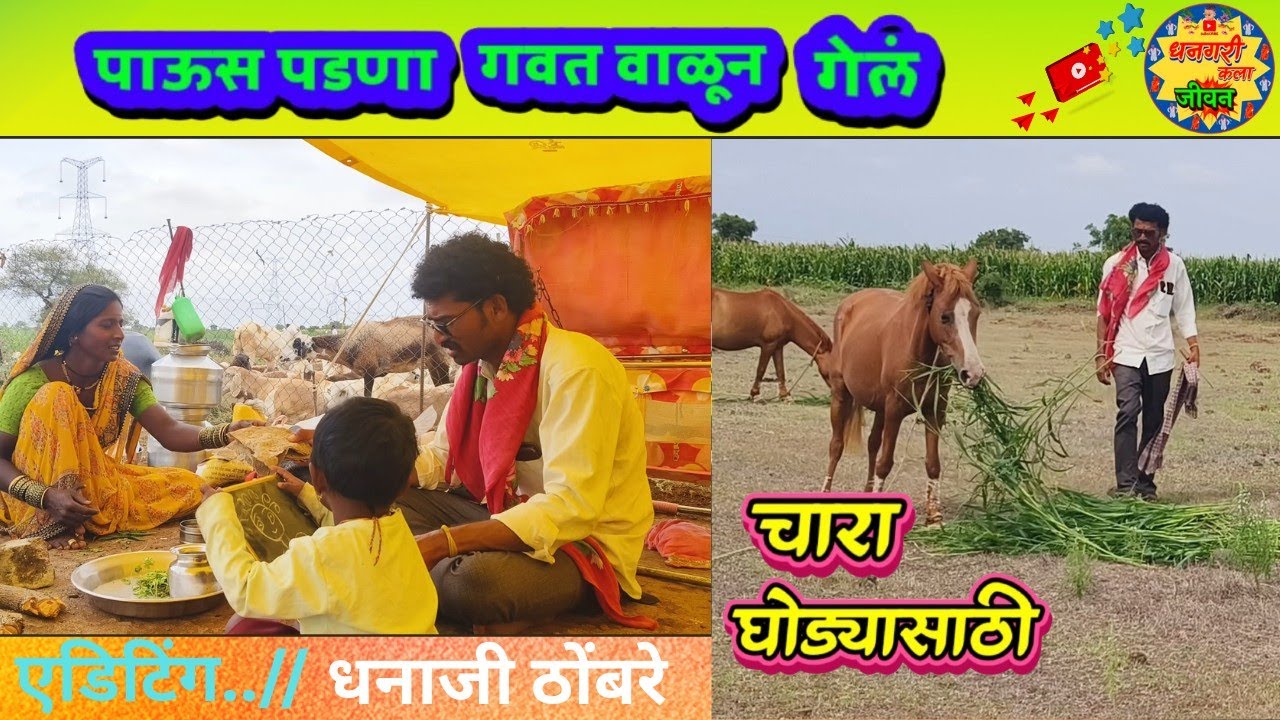 पाऊस नाही चारा वाळून गेला.. घोड्यासाठी चारा रानातून काढून आणायचा..