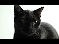 くろねこなの