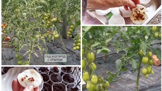 ☑️Когда и как посеять томаты на рассаду❗