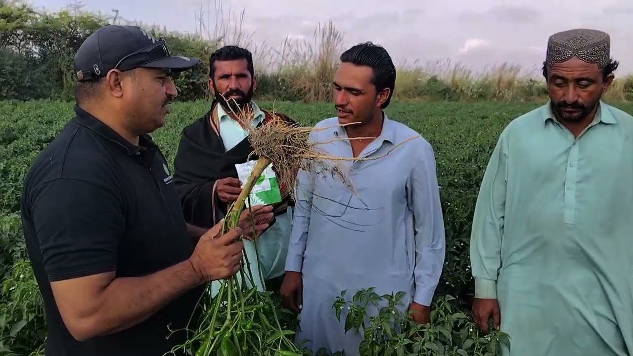 Green Queen F1 شاندار پیداوار | گجو سندھ فیلڈ وزٹ | Moon Star & Nature Seed | High Yield Result