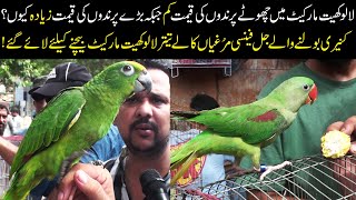 Lalukhet Exotic Birds Hens & Roosters Market Latest Update 18-6-2023 in Urdu/Hindi