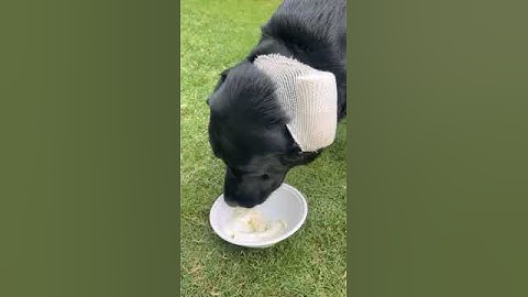 बिना शर्त प्रेमी | #shortsvideo #shortsfeed #shortsvideo आइसक्रीम पार्टी