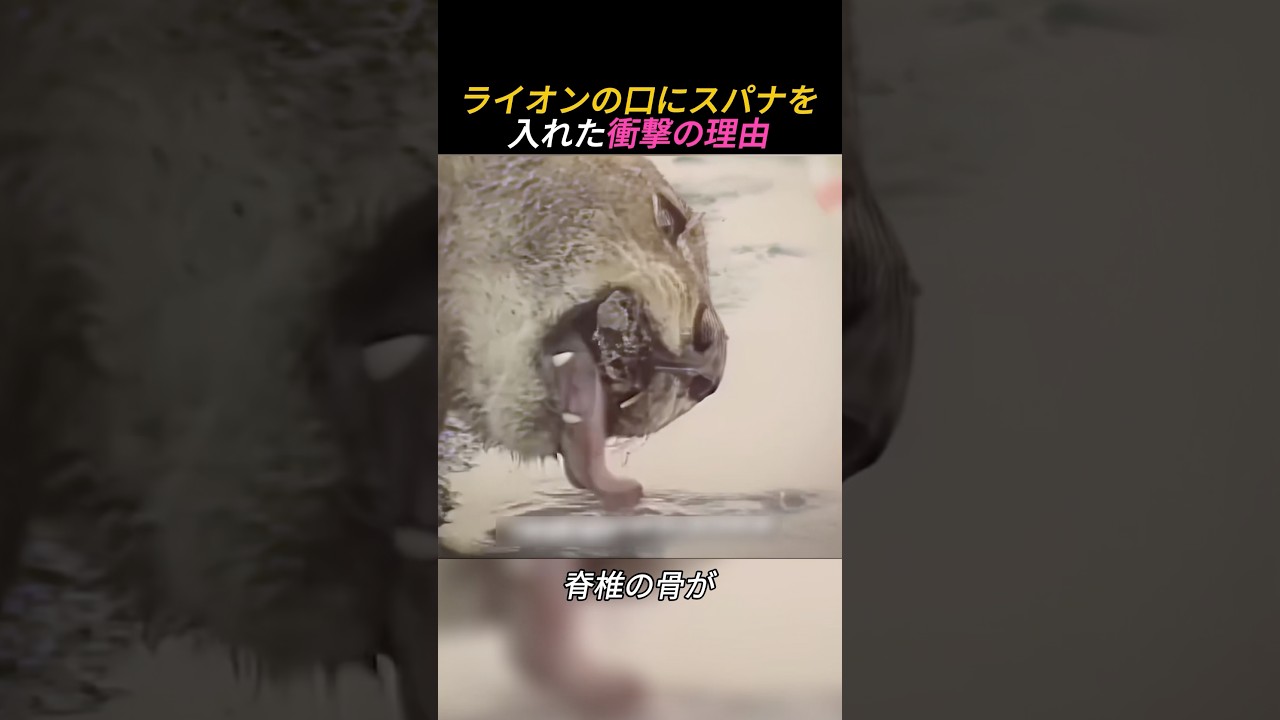 ライオンの口にスパナを入れた衝撃の理由
