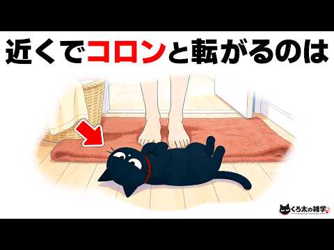 猫好きでも意外と知らない？誰かに話したくなる猫の豆知識15選【猫雑学】