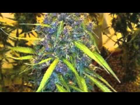 marijuana song - YouTube