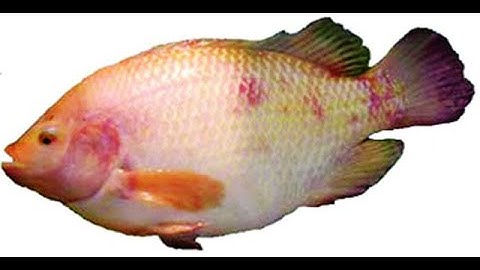 Thiên đường cá cảnh mới Rất đẹp thế giới,,Cá La Hán đẹp nhất thế giới hiên nay,Cá La Hán đẹp thếgiới