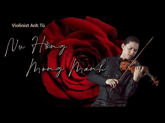 Nụ hồng mong manh - Cover: Violinist Anh Tú - Nhạc Hoa class=
