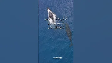و أ ن ل ي س ل ل إ نس ان إ ل ا م ا س ع ى سورة النجم محمد السيد ضيف 