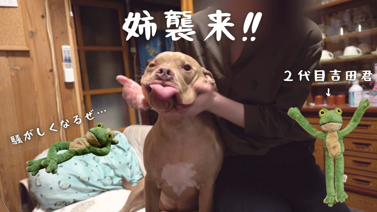 毎回会うたび感動再会♡ ピットブルの“姉ちゃん愛”がとまらない！