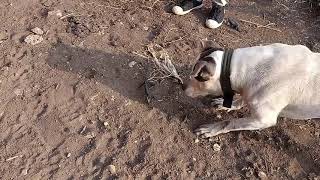 معركة شرسة بين كلب بيتبول و حرباية || A fight between a Pitbull dog versus a chameleon